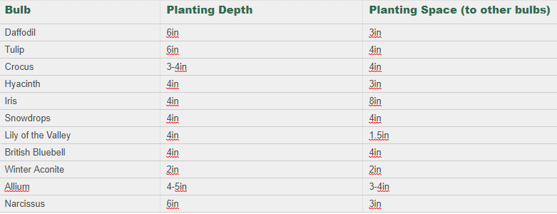 Bulb planting depth